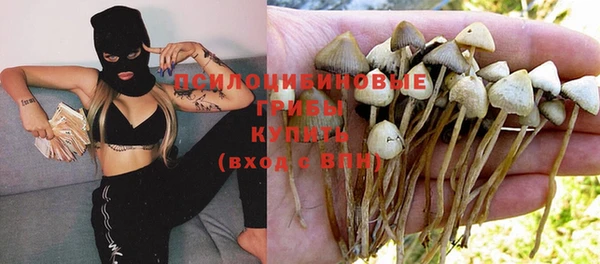 шишки Абаза